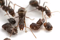 Kiến “độc ác” thích thu thập đầu của loài khác trang trí tổ