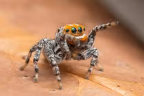 Phát hiện loài nhện mới giống hoạt hình, biết nhảy múa tán tỉnh