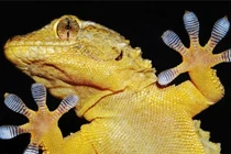 Những bàn chân kỳ quái có khả năng phi phàm nhất thế giới động vật