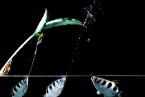 Xem cá cung thủ dùng tuyệt chiêu bắn hạ con mồi cách mặt nước 3 mét