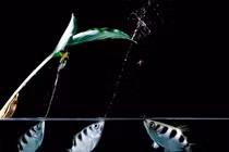 Xem cá cung thủ dùng tuyệt chiêu bắn hạ con mồi cách mặt nước 3 mét