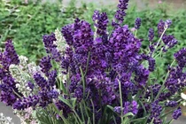 Thu bạc triệu mỗi ngày nhờ trồng loại cây này