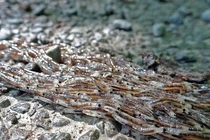 Hàng chục ngàn ấu trùng di chuyển thành khối khổng lồ kỳ dị