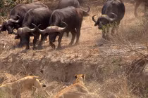 Đàn trâu rừng chặn đứng đòn tấn công của bầy sư tử