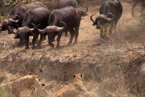 Đàn trâu rừng chặn đứng đòn tấn công của bầy sư tử