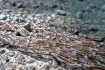 Hàng chục ngàn ấu trùng di chuyển thành khối khổng lồ kỳ dị