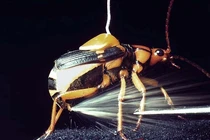 Khó tin bọ rùa “bắn đại bác” độc hại 500 viên mỗi giây