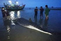 Cá khủng dạt cửa Lạch Vạn: “Lý lịch” có hoành tráng?