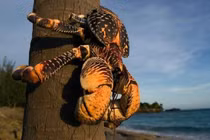 Bất ngờ những loài tôm, cua, cá biết leo cây độc nhất Việt Nam