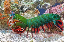 Loài tôm sặc sỡ ra đòn kinh hoàng tương đương gia tốc viên đạn