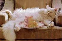 Cuộc sống của “nàng” mèo giàu nhất thế giới: Đi chuyên cơ, xài iPad