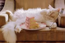 Cuộc sống của “nàng” mèo giàu nhất thế giới: Đi chuyên cơ, xài iPad