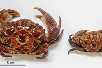 Loài cua lạ gây ngộ độc ở Thanh Hóa nguy hiểm thế nào?