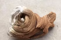 Đem tặng “tổ chim” mới nhặt được, lão nông khóc ròng khi biết sự thật 