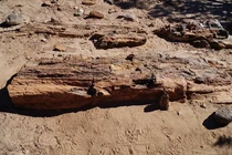 Siêu hiếm rừng gỗ hóa thạch: Một mảnh khắc tượng Phật hơn 2 tỷ đồng! 