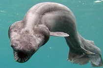 Khó tin những loài động vật tiền sử vẫn tồn tại đến ngày nay