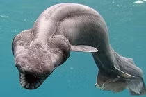 Khó tin những loài động vật tiền sử vẫn tồn tại đến ngày nay