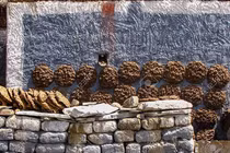 Vùng đất kỳ lạ nơi nhà nào đắp càng nhiều phân bò thì càng giàu có