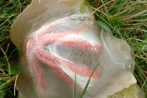 Nhặt trứng lạ "ngoài hành tinh", phát hãi thấy nở ra xúc tu kỳ quái 