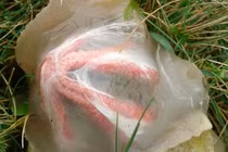 Nhặt trứng lạ "ngoài hành tinh", phát hãi thấy nở ra xúc tu kỳ quái 