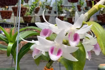 Cận cảnh những giống lan đột biến trị giá hàng tỷ đồng 
