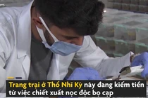 Trang trại nuôi 20.000 con bọ cạp lấy nọc ở Thổ Nhĩ Kỳ