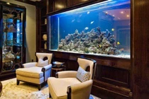 Nguyên tắc vàng chọn nuôi cá cảnh để hút trọn tài lộc