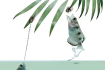 Dị thường loài cá dùng "súng nước" săn mồi bách phát bách trúng 