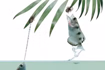 Dị thường loài cá dùng "súng nước" săn mồi bách phát bách trúng 