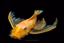 Thả câu, người đàn ông bất ngờ kéo lên một sinh vật lạ