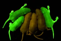 Ngỡ ngàng những loài động vật có khả năng tự phát sáng 