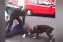 Video: Bị ngáng đường, tên tội phạm túm đầu, cắn tai chó nghiệp vụ