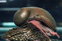 Loài ốc sên tự kết hợp sắt vào khung xương thành bộ áo giáp