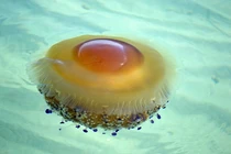 Giật mình thấy "quả trứng chiên" nổi trên biển, té ngửa khi biết sự thật 