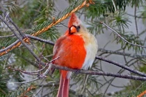 Phát hiện giống chim “nửa đực nửa cái” từ ngoại hình tới... giới tính 