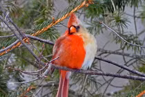 Phát hiện giống chim “nửa đực nửa cái” từ ngoại hình tới... giới tính 