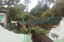 Cây xanh bật gốc, đè sập chuồng thú trong Thảo Cầm Viên