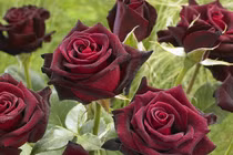 Ngỡ ngàng những loài hoa hồng lạ, đẹp nhất thế giới