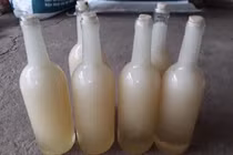 Mật ong trắng như sữa: Mỗi năm chỉ có 1 lần