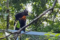 Loài voọc quần đùi trắng sinh sản tự nhiên tại Tràng An: Quý hiếm sao? 