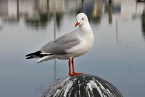 Quốc gia giàu có, dùng tiền làm giấy vệ sinh nhờ... phân chim 