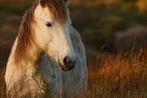 Thần Tài gõ cửa, hai ngày 28-29/5: 3 con giáp vét hết lộc thiên hạ