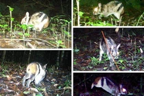 Kỳ thú “đặc tính” thỏ vằn hiếm nhất thế giới ở Lâm Đồng