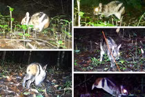 Kỳ thú “đặc tính” thỏ vằn hiếm nhất thế giới ở Lâm Đồng