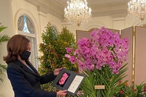 Tò mò hoa lan Papilionanda Kamala Harris mang tên nữ Phó Tổng thống Mỹ