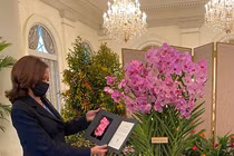 Tò mò hoa lan Papilionanda Kamala Harris mang tên nữ Phó Tổng thống Mỹ