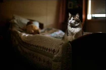 Bí ẩn chú mèo “thần chết”, nằm cạnh ai người đó sẽ qua đời