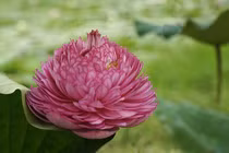 Điểm đặc biệt loài sen ngàn cánh khiến chị em săn lùng ráo riết