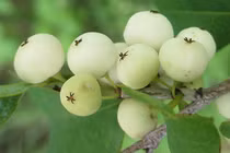 Kinh ngạc "cơm nguội" mọc đầy trên cây, người Việt hái bán kiếm bộn tiền 