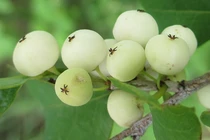 Kinh ngạc "cơm nguội" mọc đầy trên cây, người Việt hái bán kiếm bộn tiền 